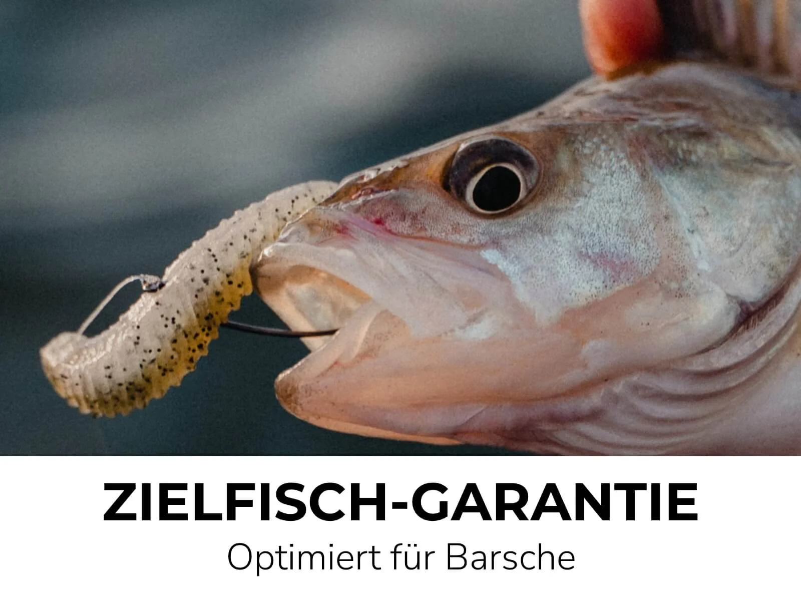 PHOX (8 Stück) - Barsch Gummiköder - Image 5