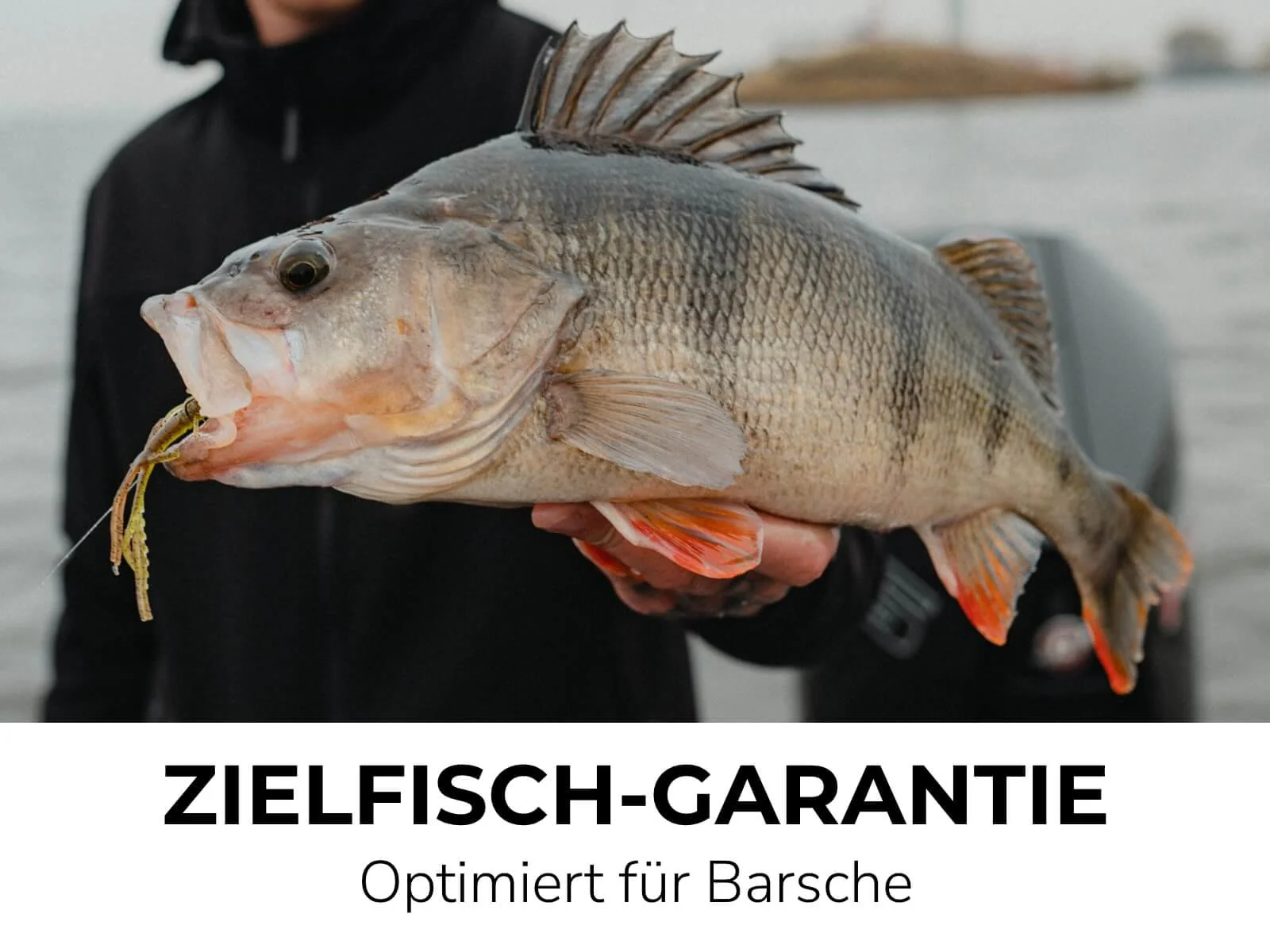 ASTA (8 Stück) - Barsch Gummiköder - Image 5